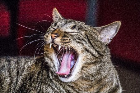 Yawning feline mouth photo