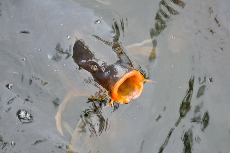 Carp freshwater asian
