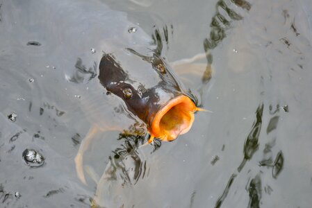 Carp freshwater asian