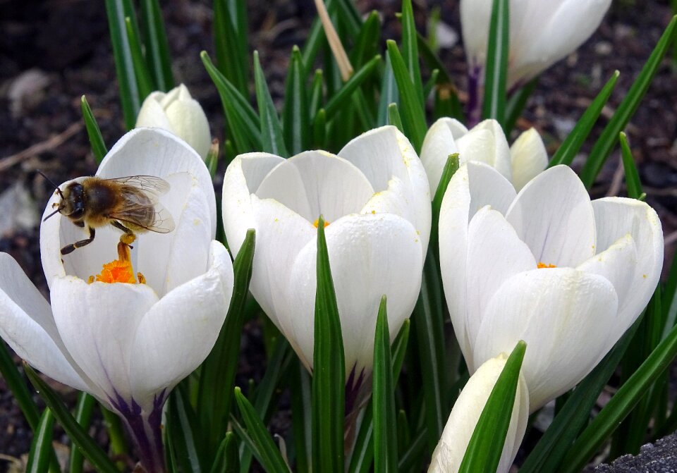 Flower blossom bloom