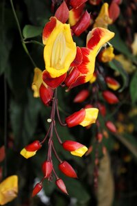Yellow exotic colombia