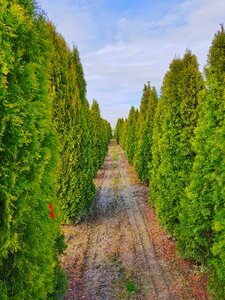 Wood landscape nursery
