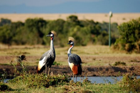 Natural safari crest