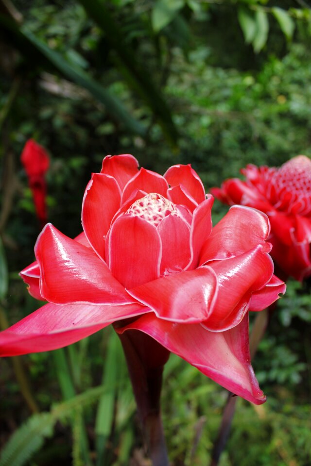 Exotic close up tropical