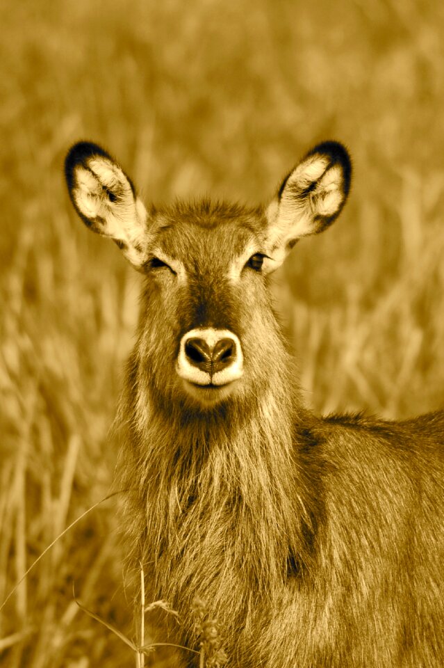 Africa nature wild