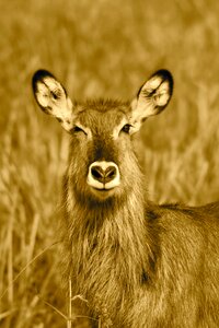 Africa nature wild