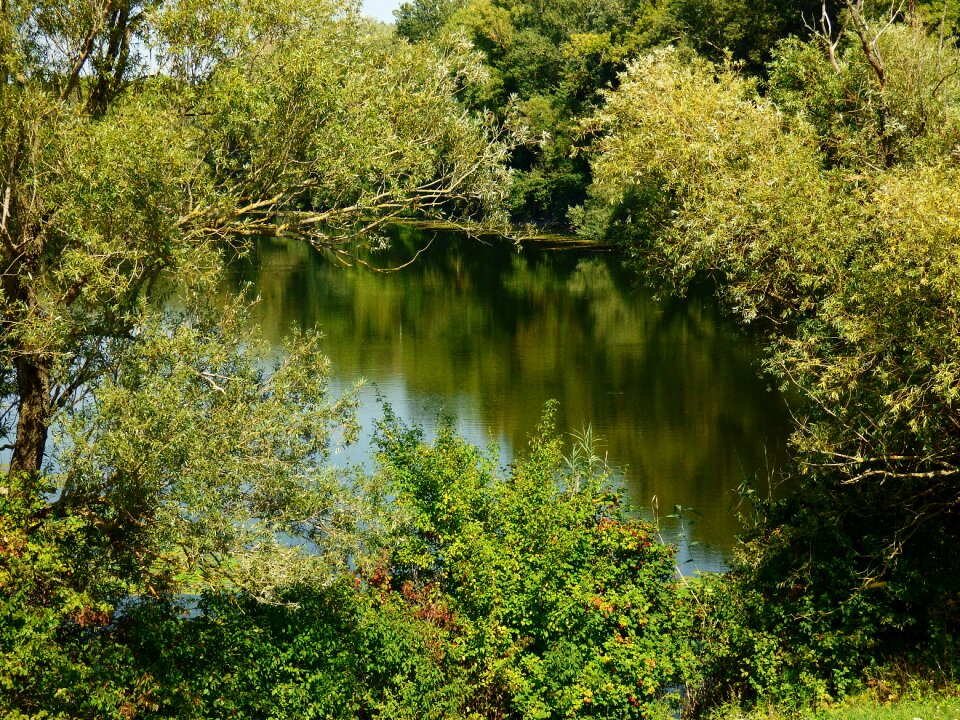 Trees čičovské arm