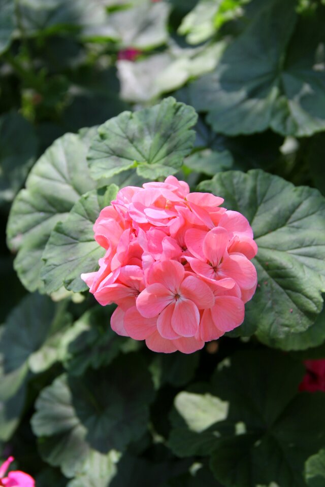Flowers nature fresh flowers
