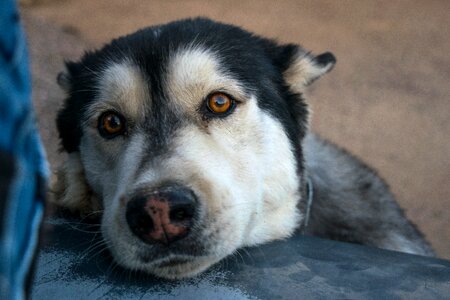 Pet friend animal