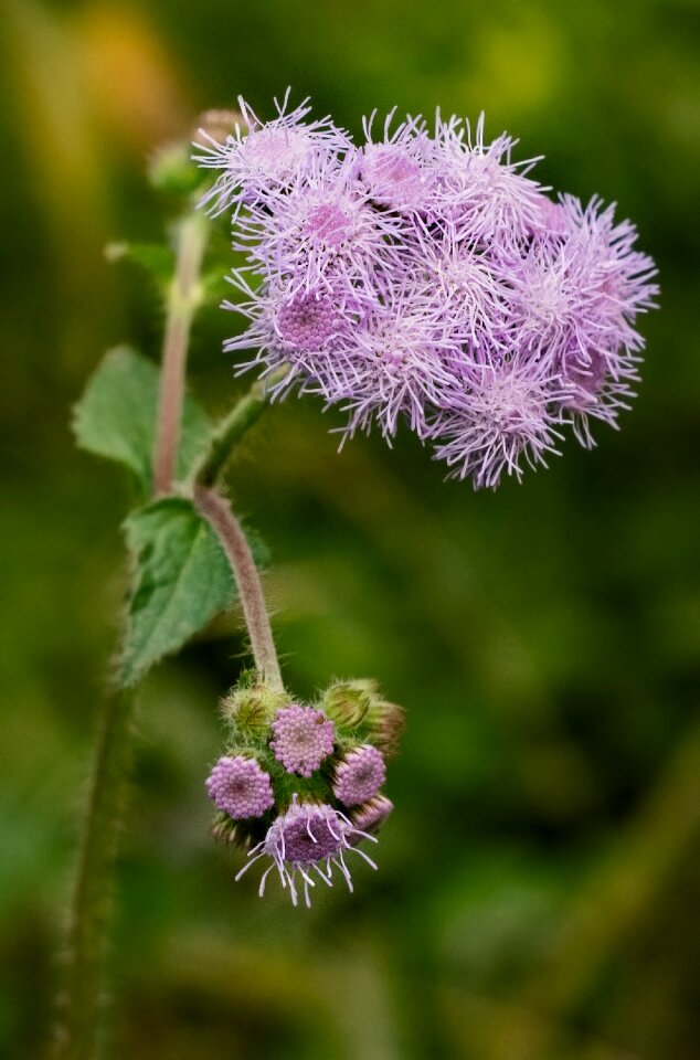 Season closeup wild