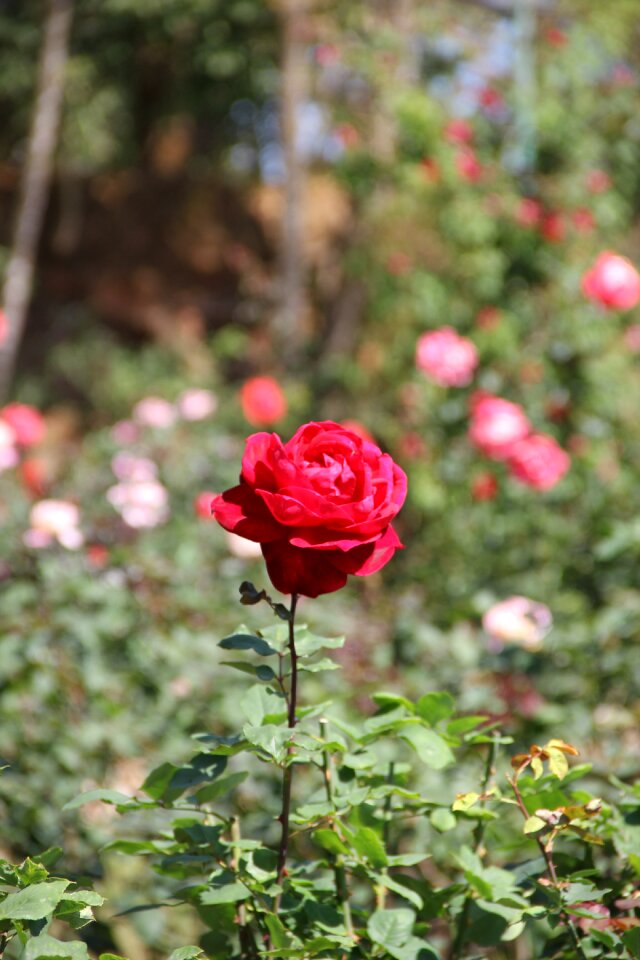 Flowers nature fresh flowers