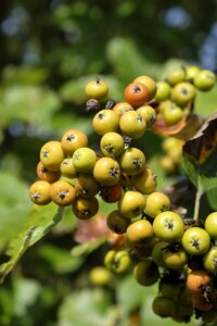 Rowanberries rowan wild service trees photo