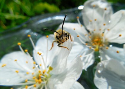 Spring insect flying