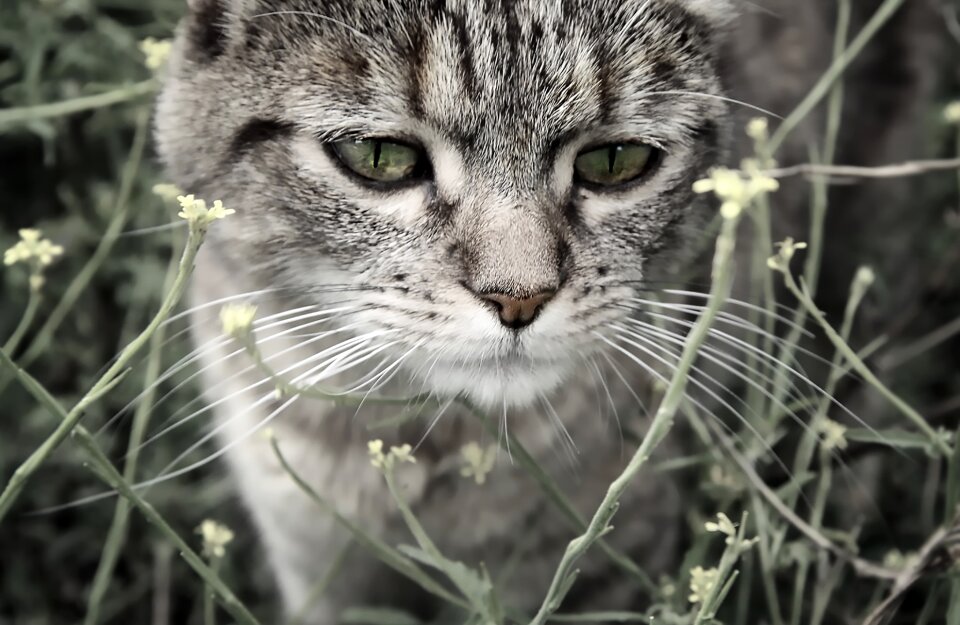 Nature domestic animal feline
