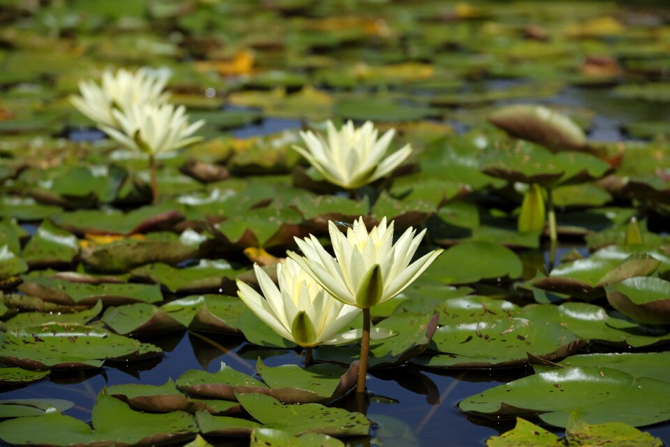 Pond nuphar blossom