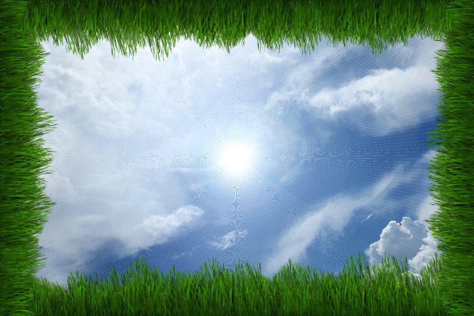 Grass nature meadow