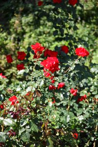 Flowers nature fresh flowers