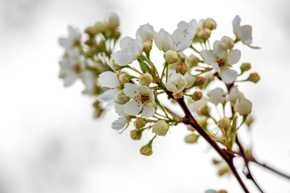 Nature branch flora