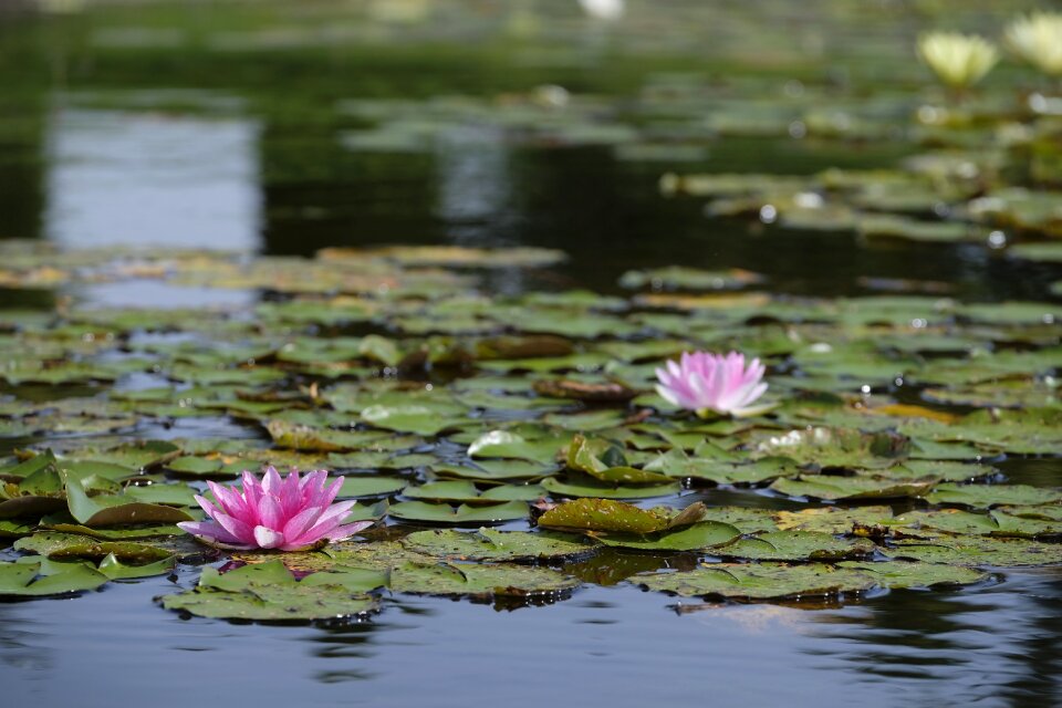Pond nuphar blossom