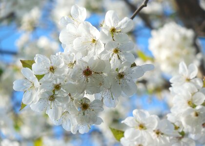 White blossoming cherry tree photo