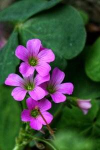 Wild flowers wild nature