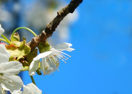 Cherry spring macro photo