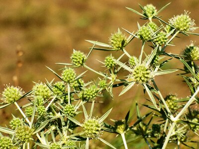 Weed flower summer