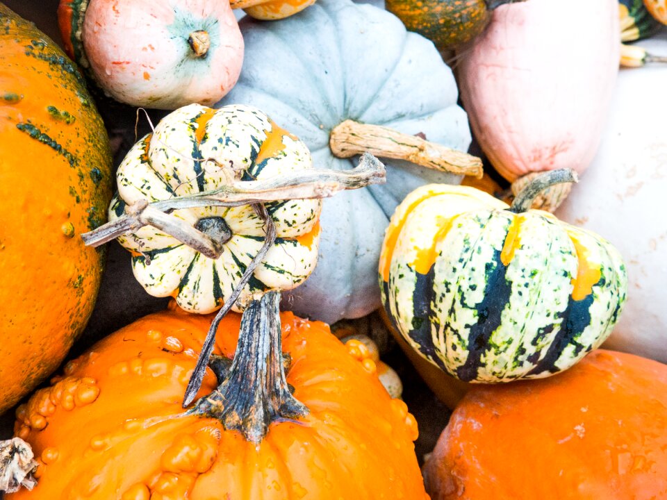 Halloween fall autumn