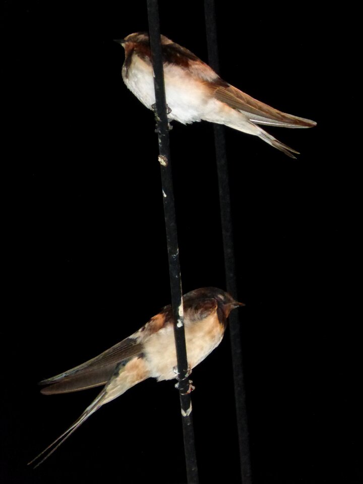 Sleep night hirundo rustica