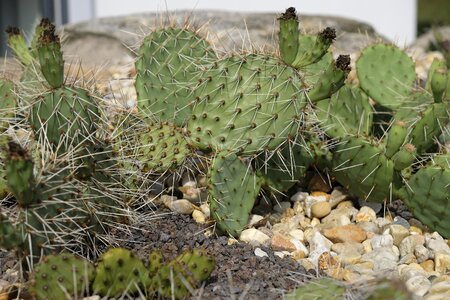Green prickly nature