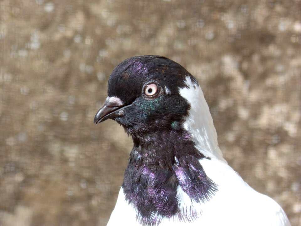 Feathers bird head of paloma