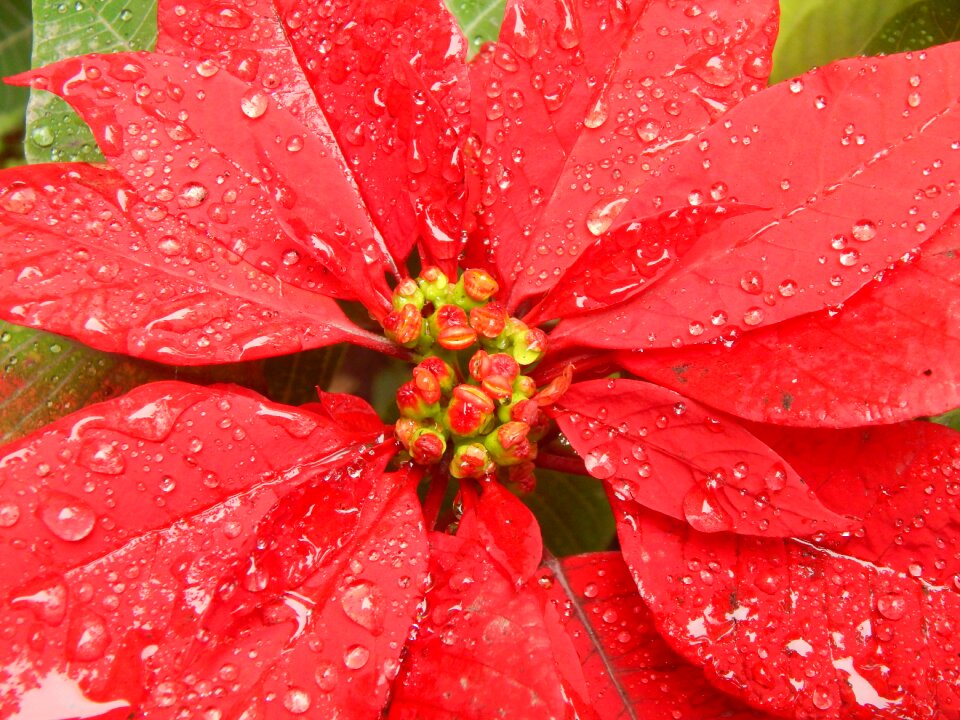 Rain drops red petals