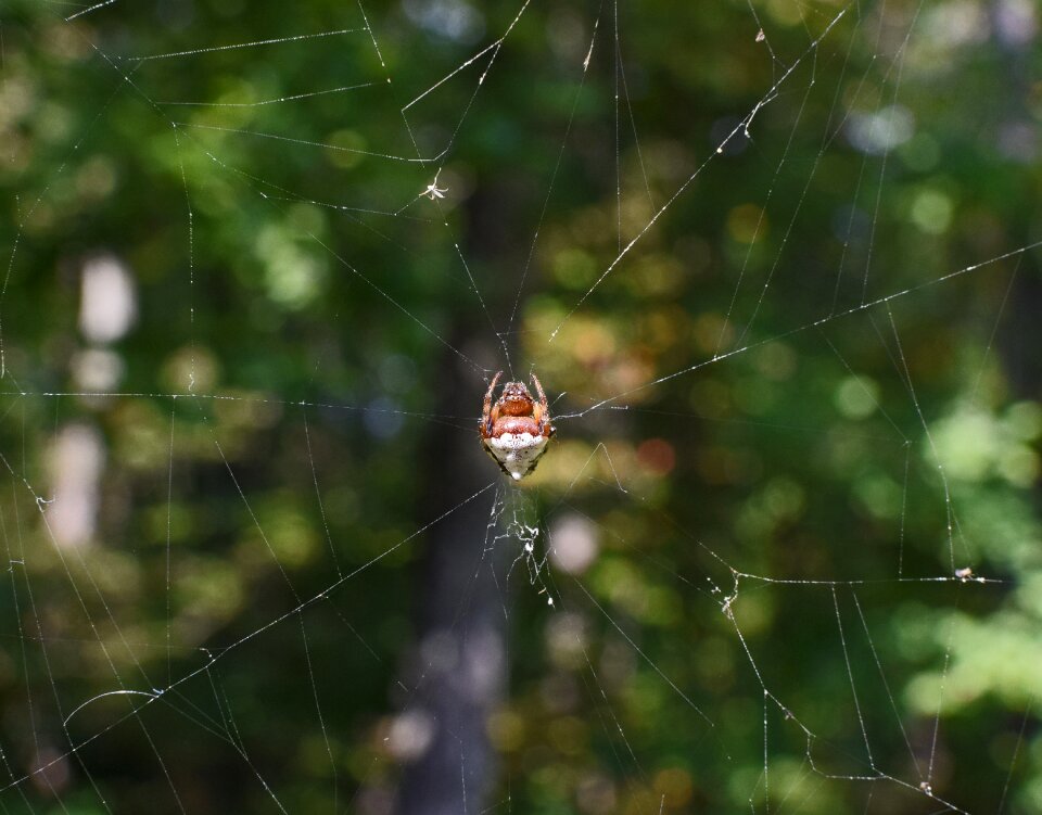 Arachnid animal four eyes
