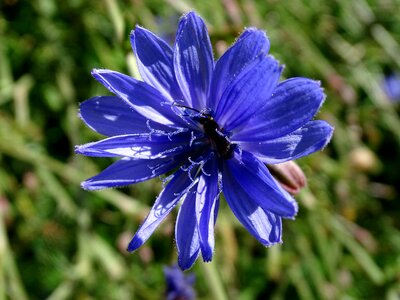 Ordinary chicory composites medicinal herb