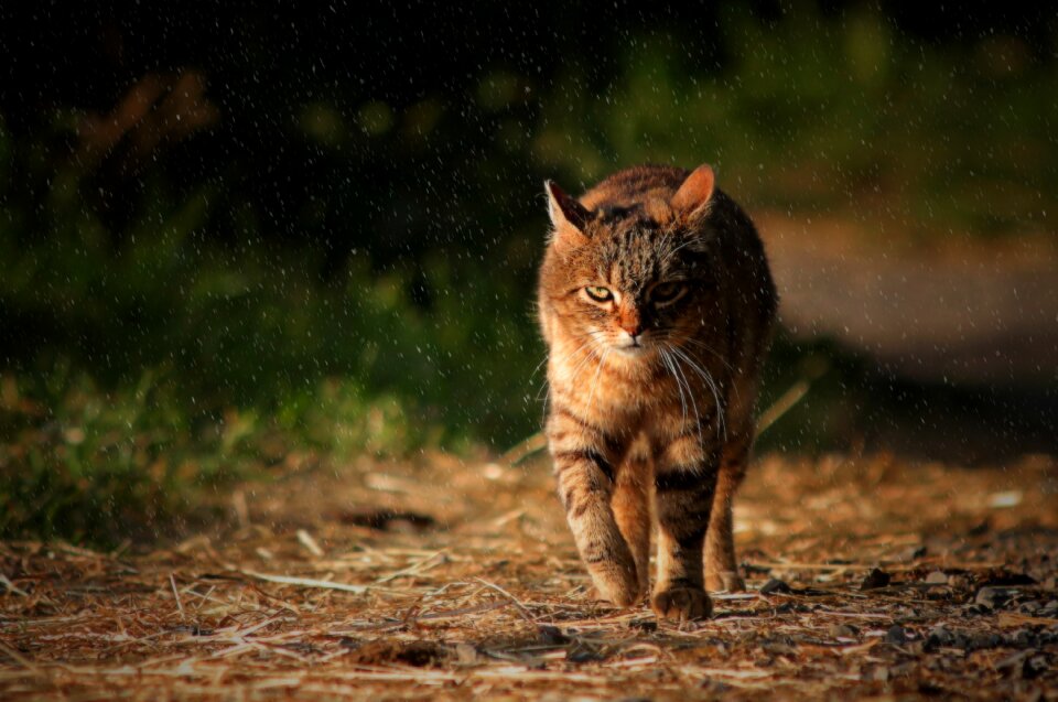 Tabby cat feline domestic animal