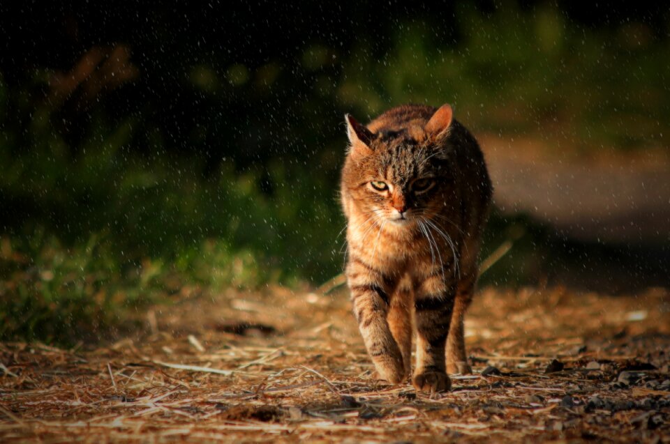 Tabby cat feline domestic animal photo