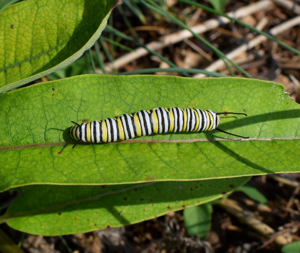 Insect butterfly animal