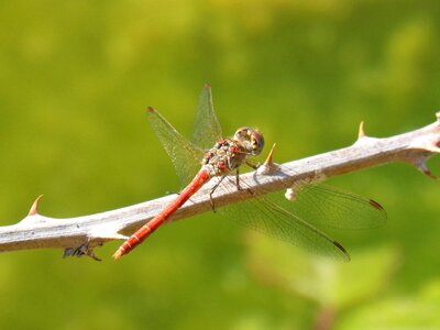 Winged insect branch spina photo