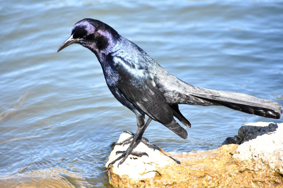 Feather beak fly