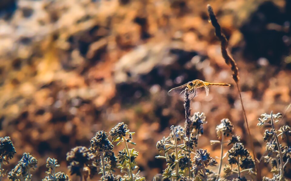 Outdoor wildlife animal