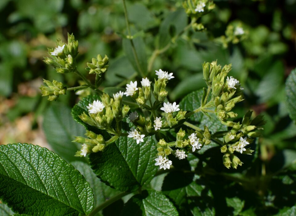 Blossom bloom leaves