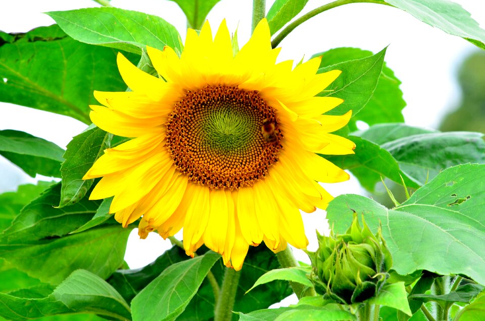 Garden sunflower blooming