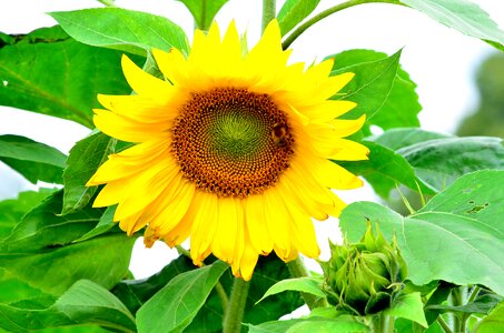 Garden sunflower blooming photo