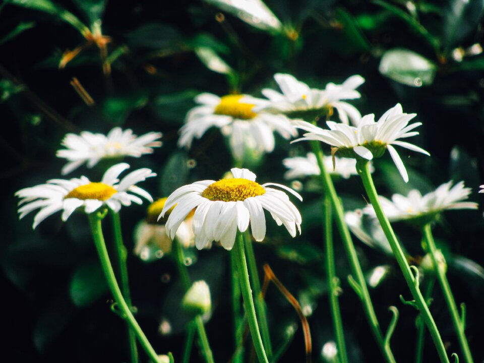 Flowers garden nature