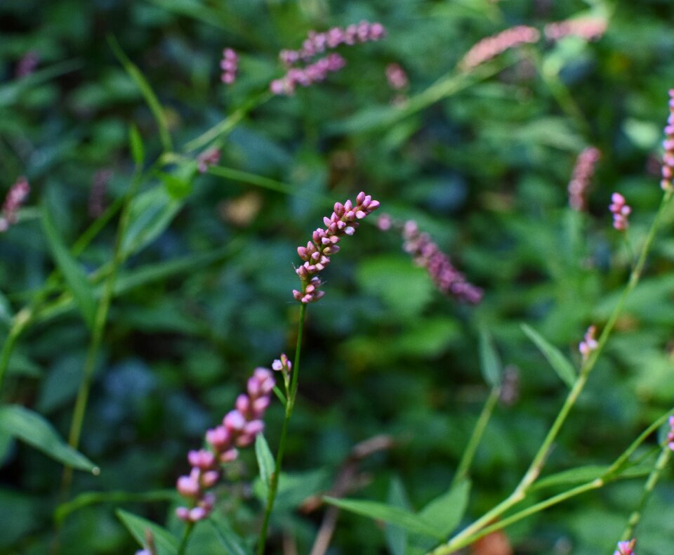 Polygonum pensylvanicum flower blossom