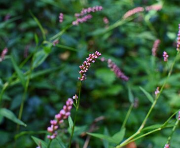 Polygonum pensylvanicum flower blossom