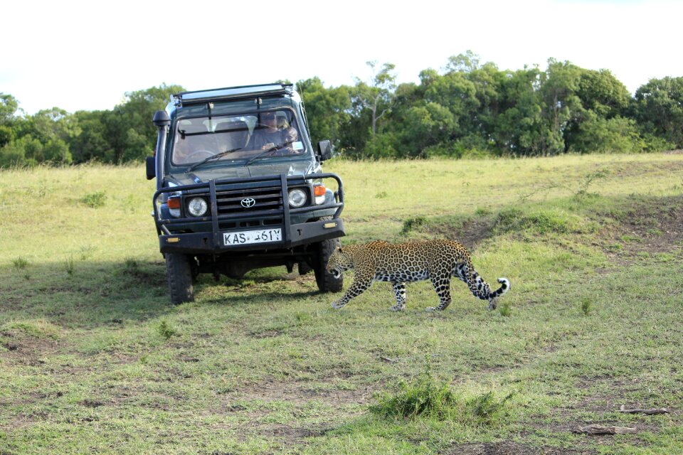 Safari wild savanna photo