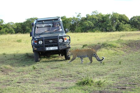 Safari wild savanna