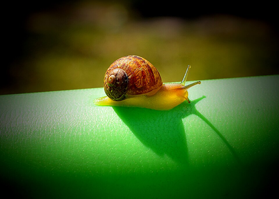 Invertebrate gastropod insect