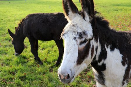 Prairie livestock donkeys